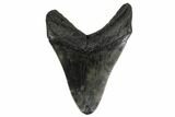 Fossil Megalodon Tooth - Georgia #151529-1